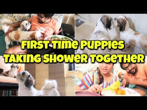 First Time Puppies Taking Shower Together | Special Father's Day Gift From Puppies