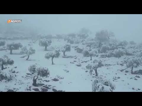 شاهد بالفيديو.. تساقط الثلوج على المرتفعات الجبلية بمدينة عفرين في كوردستان سوريا