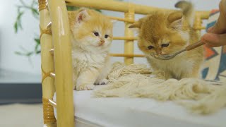 ASMR eating  | Kitten Pudding Wants To Play But Orange Just Wants To Eat Snacks