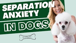 Separation Anxiety in Dogs: What REALLY Worked for Us!