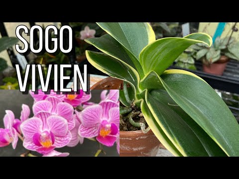 , title : 'A Must Have VARIEGATED Orchid, Sogo Vivien! #CareCollab'
