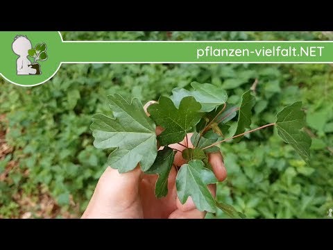 Feldahorn - Jungbaum-Wurzel - 14.05.18 (Acer campestre) - Bäume (Blätter) bestimmen