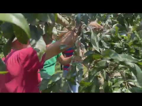 1830 ) - PODA DA LICHIA - 1° PARTE - CERRO AZUL - PARANA