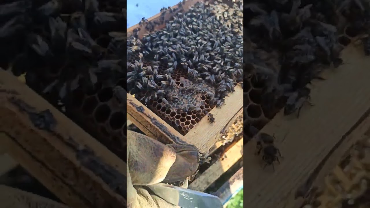 فحص خلية نحل مع الضيف و الصديق مناحل ميلود للمنحل مع تبادل للمعلومات شعبة ترب