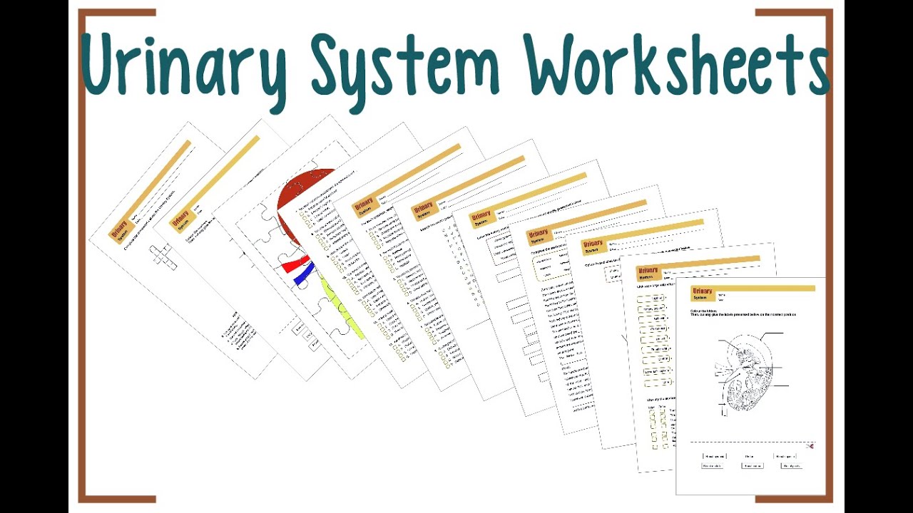 Urinary System Worksheets