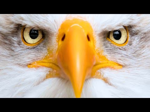 How Eagles See the World 🦅