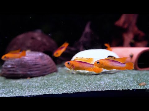 Agassiz’ Zwergbuntbarsch 'fire fish' - Apistogramma agassizii 'fire fish'