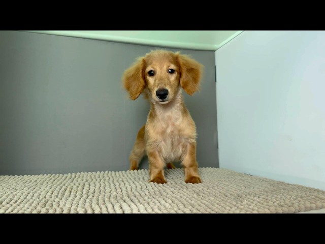(子犬) 犬種：ダックスフンド・ミニチュア・ロング 女の子 ブリーダー マロニエケンネル　MARRONNIER KENNEL k4132の画像