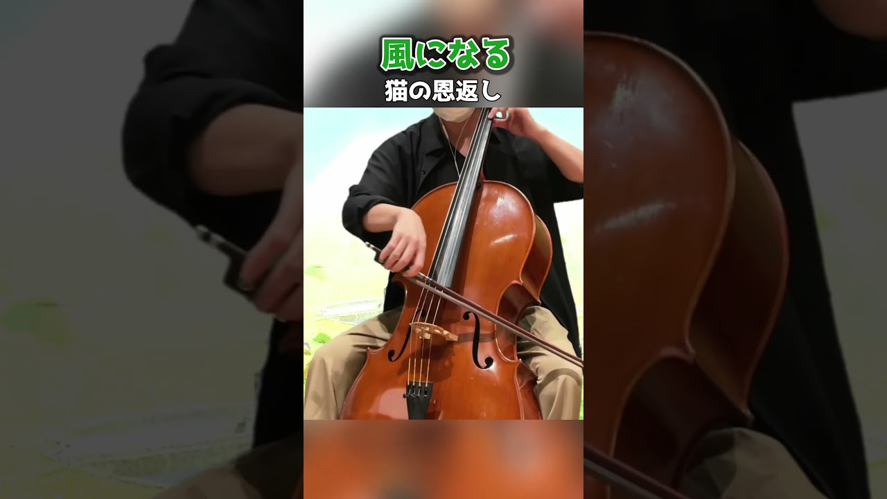 猫の恩返し『風になる』を弾いてみた ｜ The Cat Returns - Ghibli Cello cover -  #shorts