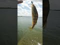 Video Thumbnail for Micro fishing Perch #short #fishing #ultralightfishing #subscribe #shorts