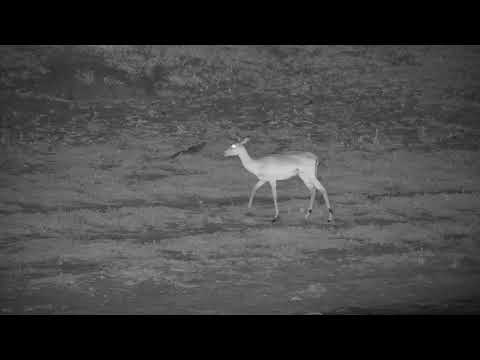 Djuma: Lone Impala - 20:18 - 11/24/20