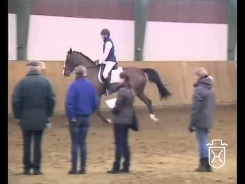 Holsteiner Stute von Singulord Joter - Contender - Caretino