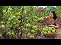 Apple Guavas! layered pudding in no time & guava curry were delicious & scrumptious | Traditional Me