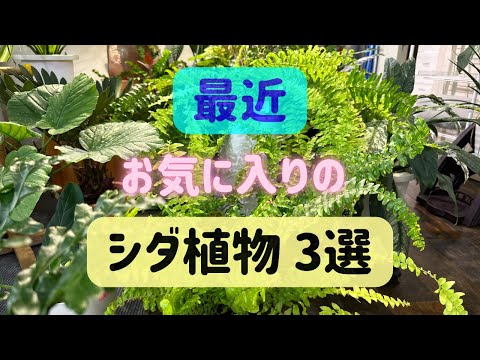 ロイヤルシダ 植物