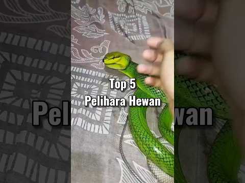 Top 5 Cowok Pelihara Hewan