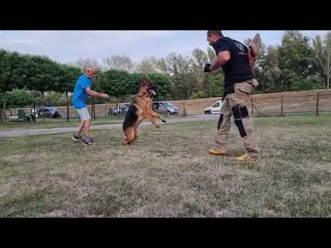 Training with Famous Jovan Golinger and his dogs ..