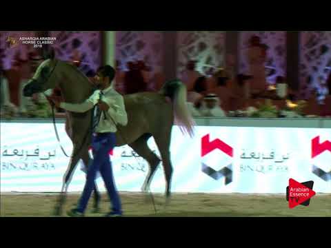 N.164 AMIRA THO AL JANAH - Asharqia Classic 2018 - Fillies 3 years old (Class 4B)