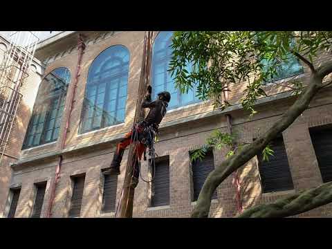 傾聽樹木的聲音　兼顧生態友善與工作安全的攀樹師