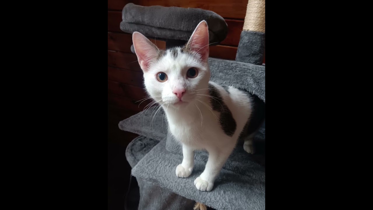 Enlarge Michael, a Adoptable mixed breed in Woodbury, NJ video 6/6