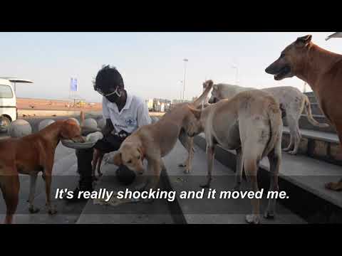 Animal lovers feed Chennai's hungry strays | AFP