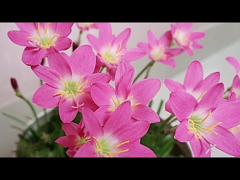 Flowers 💐💐💐#mylove❤️❤️#foryou 