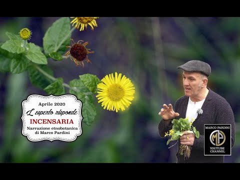 RISPOSTA SULL' INCENSARIA