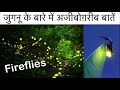 जुगनू के बारे में 22 रोचक तथ्य | Interesting facts about fireflies in Hindi