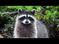 1 Hour Raccoon Sound Effect