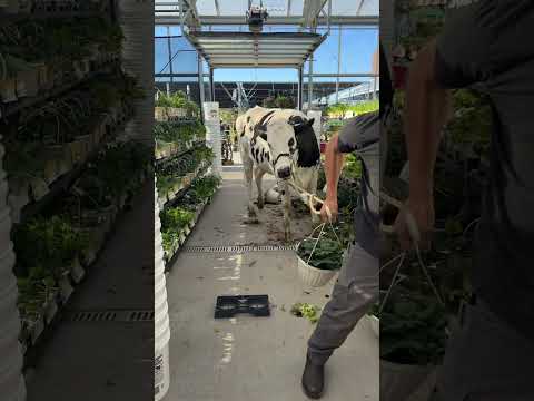 He Brought a Cow to the Mall for Free Entry