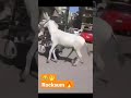 Donkey Wanna Fuck Funny Video Ytshort Ytshort Shorts