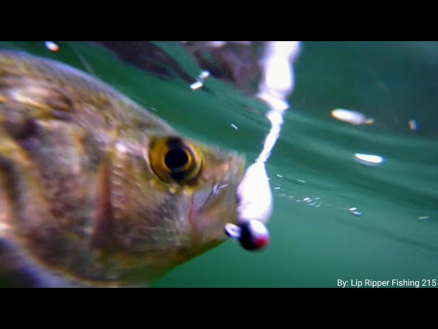 Judge.me YouTube video placeholder