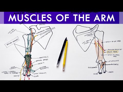 Muscles of the Arm - Origin, Insertion, Innervation | Anatomy Tutorial
