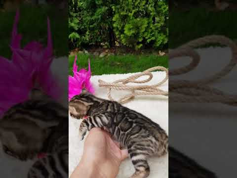 Principessa Bengal Cats 👑🥇🐅