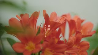 ズーカラデル “春風”（Official Music Video）