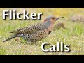 Northern Flicker Calls Explained (4 Sounds & What They Tell You)