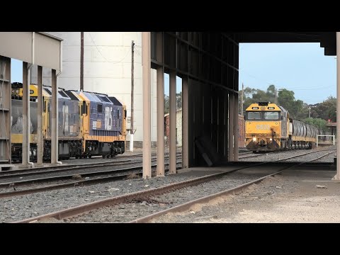 8125-BL33 loading a SG grain as G522-XR552 on 9154 pass by on the BG at Dunolly. 01-12-20.