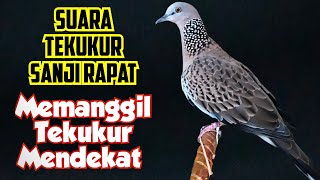 Download lagu Suara Tekukur Sanji Rapat, Gacor Memanggil Tekukur Liar Mendekat... mp3
