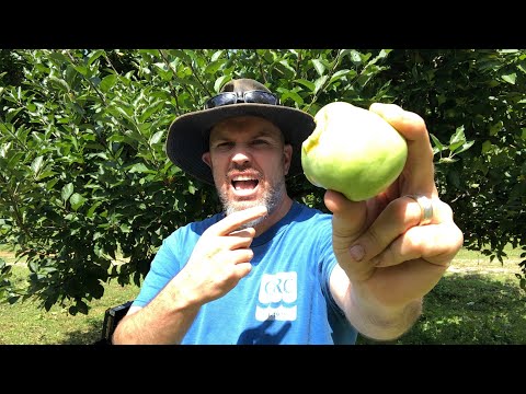 download lagu mp3 mp4 Dwarf Fruit Trees, download lagu Dwarf Fruit Trees gratis, unduh video klip Dwarf Fruit Trees