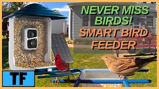 Dzees SMART BIRD FEEDER Review! (Birdwatching Camera with AI To Identify Birds) | Best Bird Feeder?