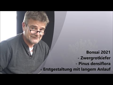 Bonsai 2022-1 - Zwergrotkiefer - Pinus densiflora - Erstgestaltung mit langem Anlauf