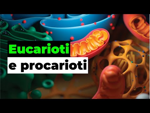 Eukaryotic and prokaryotic cells: similarities and differences
