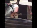 run doggo