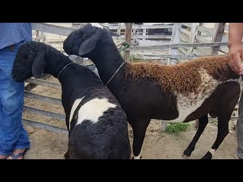 Feira de bode ovelhas e suínos em jupi-Pe 14 06 2026