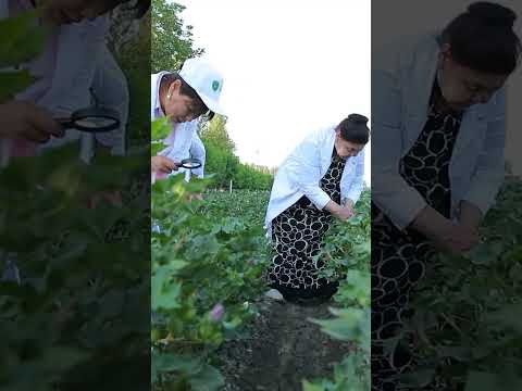 Hurmatli fermerlar diqqatiga!