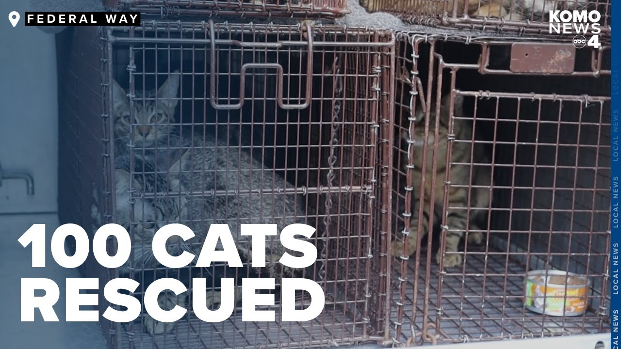 Nearly 100 cats rescued from 'biohazardous apartment'