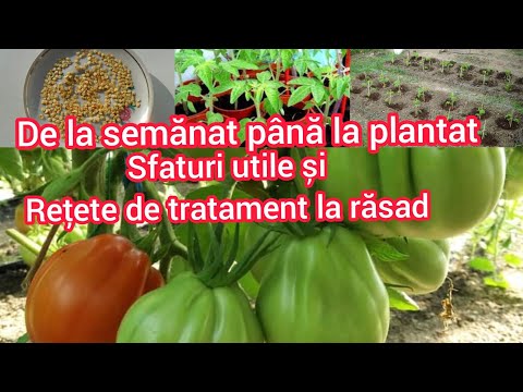 , title : 'Sfaturi si retete de tratament rasad de la semanare pana la plantarea tomatelor'