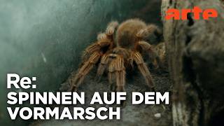 Spinnen: Zwischen Furcht und Faszination | ARTE Re: