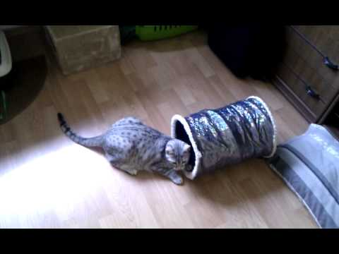 Amon, my egyptian mau cat