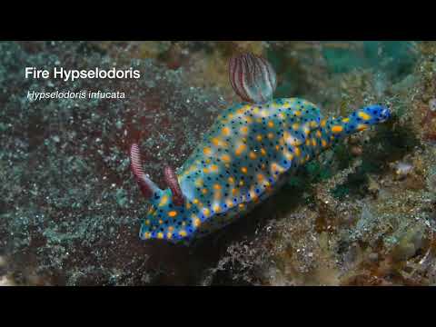 25 Nudibranch F - scuba diving video