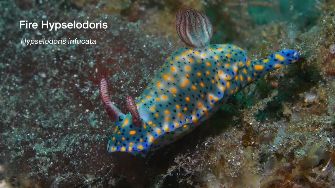 Sixth of 6 Tropical Pacific Nudibranch videos, genus and species.